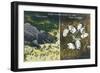 Everglades Nat'l Park, Florida - View of Alligator and Hatching Eggs-Lantern Press-Framed Art Print