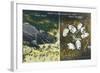 Everglades Nat'l Park, Florida - View of Alligator and Hatching Eggs-Lantern Press-Framed Art Print