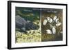 Everglades Nat'l Park, Florida - View of Alligator and Hatching Eggs-Lantern Press-Framed Art Print