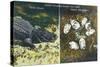 Everglades Nat'l Park, Florida - View of Alligator and Hatching Eggs-Lantern Press-Stretched Canvas