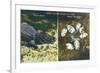 Everglades Nat'l Park, Florida - View of Alligator and Hatching Eggs-Lantern Press-Framed Art Print