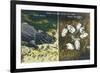 Everglades Nat'l Park, Florida - View of Alligator and Hatching Eggs-Lantern Press-Framed Art Print