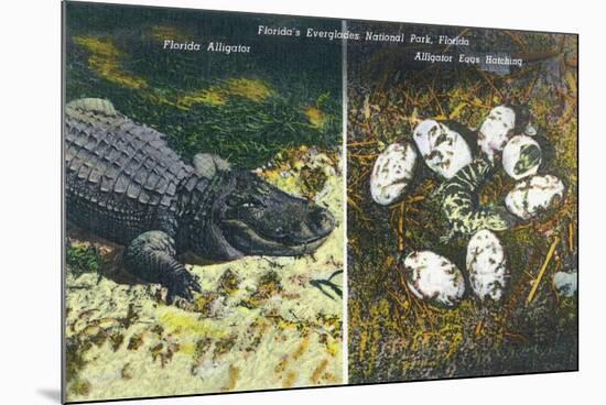 Everglades Nat'l Park, Florida - View of Alligator and Hatching Eggs-Lantern Press-Mounted Art Print