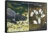 Everglades Nat'l Park, Florida - View of Alligator and Hatching Eggs-Lantern Press-Framed Stretched Canvas