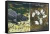 Everglades Nat'l Park, Florida - View of Alligator and Hatching Eggs-Lantern Press-Framed Stretched Canvas