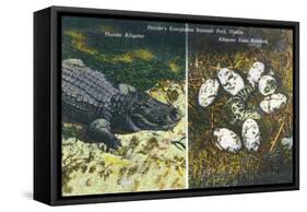 Everglades Nat'l Park, Florida - View of Alligator and Hatching Eggs-Lantern Press-Framed Stretched Canvas