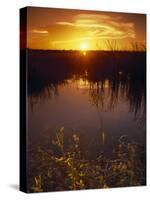 Everglades National Park, FL-Angelo Cavalli-Stretched Canvas