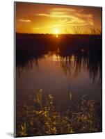 Everglades National Park, FL-Angelo Cavalli-Mounted Photographic Print