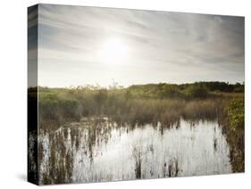 Everglades National Park, UNESCO World Heritage Site, Florida, USA, North America-Angelo Cavalli-Stretched Canvas