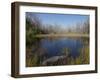 Everglades National Park, UNESCO World Heritage Site, Florida, USA, North America-Angelo Cavalli-Framed Photographic Print