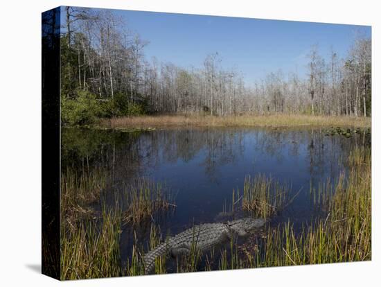 Everglades National Park, UNESCO World Heritage Site, Florida, USA, North America-Angelo Cavalli-Stretched Canvas