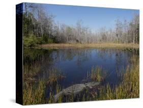 Everglades National Park, UNESCO World Heritage Site, Florida, USA, North America-Angelo Cavalli-Stretched Canvas