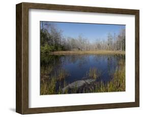 Everglades National Park, UNESCO World Heritage Site, Florida, USA, North America-Angelo Cavalli-Framed Photographic Print