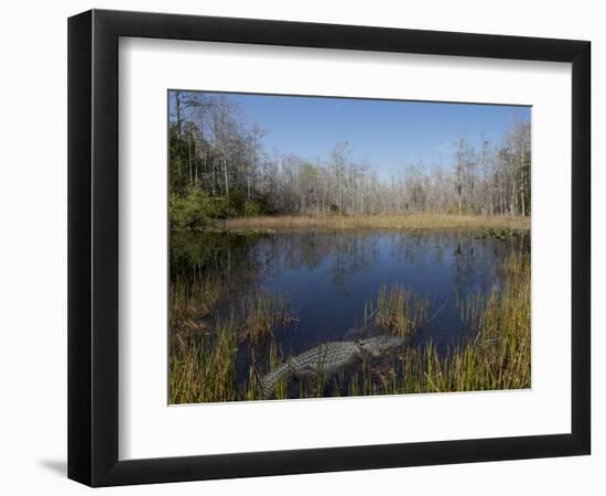 Everglades National Park, UNESCO World Heritage Site, Florida, USA, North America-Angelo Cavalli-Framed Photographic Print