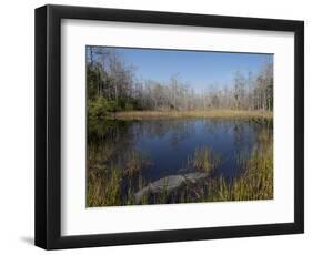 Everglades National Park, UNESCO World Heritage Site, Florida, USA, North America-Angelo Cavalli-Framed Photographic Print