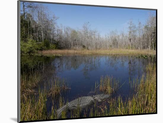 Everglades National Park, UNESCO World Heritage Site, Florida, USA, North America-Angelo Cavalli-Mounted Photographic Print