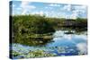 Everglades National Park - Unesco World Heritage Site - Florida - USA-Philippe Hugonnard-Stretched Canvas