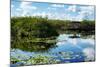 Everglades National Park - Unesco World Heritage Site - Florida - USA-Philippe Hugonnard-Mounted Photographic Print