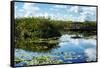 Everglades National Park - Unesco World Heritage Site - Florida - USA-Philippe Hugonnard-Framed Stretched Canvas