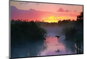 Everglades National Park-null-Mounted Art Print