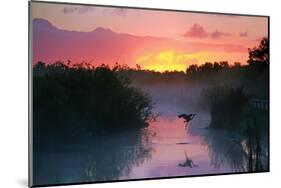 Everglades National Park-null-Mounted Art Print