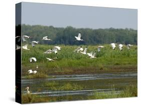 Everglades Reservoirs-Luis M. Alvarez-Stretched Canvas