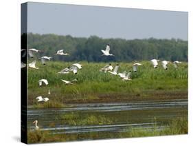 Everglades Reservoirs-Luis M. Alvarez-Stretched Canvas