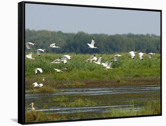 Everglades Reservoirs-Luis M. Alvarez-Framed Stretched Canvas