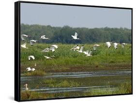 Everglades Reservoirs-Luis M. Alvarez-Framed Stretched Canvas