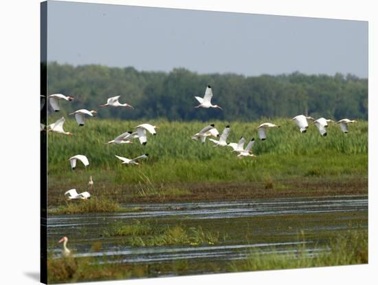 Everglades Reservoirs-Luis M. Alvarez-Stretched Canvas