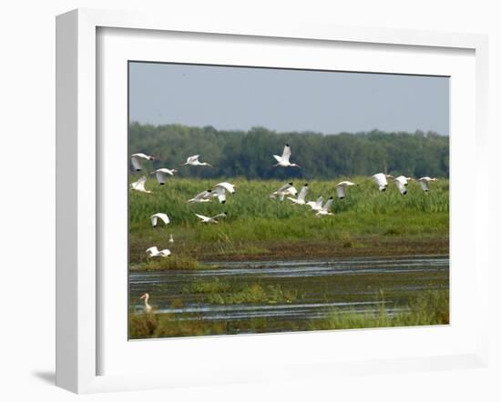 Everglades Reservoirs-Luis M. Alvarez-Framed Premium Photographic Print