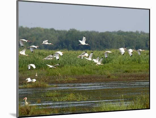 Everglades Reservoirs-Luis M. Alvarez-Mounted Premium Photographic Print