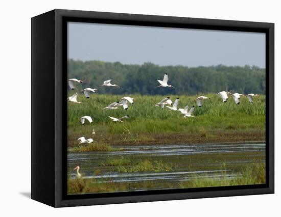 Everglades Reservoirs-Luis M. Alvarez-Framed Stretched Canvas