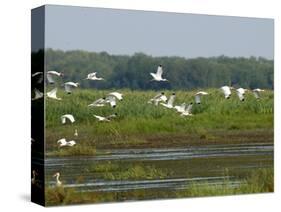 Everglades Reservoirs-Luis M. Alvarez-Stretched Canvas