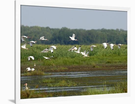 Everglades Reservoirs-Luis M. Alvarez-Framed Photographic Print