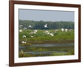 Everglades Reservoirs-Luis M. Alvarez-Framed Photographic Print