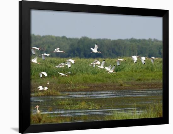 Everglades Reservoirs-Luis M. Alvarez-Framed Photographic Print