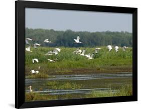 Everglades Reservoirs-Luis M. Alvarez-Framed Photographic Print