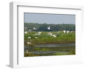 Everglades Reservoirs-Luis M. Alvarez-Framed Photographic Print