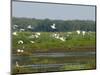 Everglades Reservoirs-Luis M. Alvarez-Mounted Photographic Print