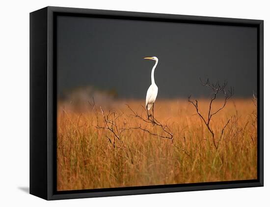 Everglades Restoration-J. Pat Carter-Framed Stretched Canvas