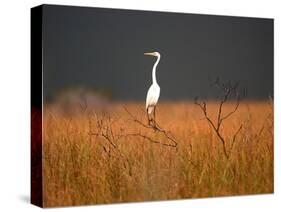 Everglades Restoration-J. Pat Carter-Stretched Canvas