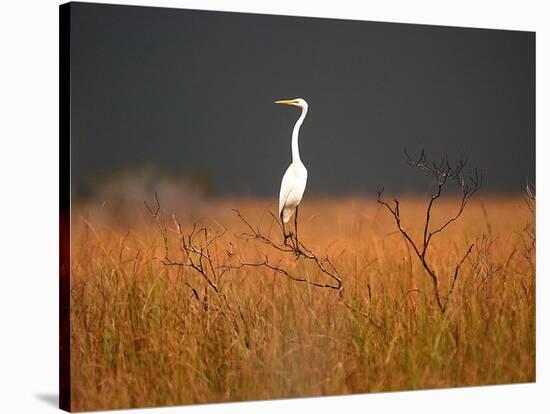 Everglades Restoration-J. Pat Carter-Stretched Canvas