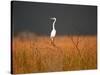 Everglades Restoration-J. Pat Carter-Stretched Canvas