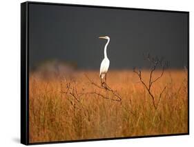 Everglades Restoration-J. Pat Carter-Framed Stretched Canvas