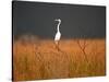 Everglades Restoration-J. Pat Carter-Stretched Canvas