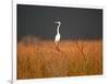 Everglades Restoration-J. Pat Carter-Framed Premium Photographic Print