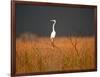 Everglades Restoration-J. Pat Carter-Framed Premium Photographic Print