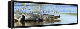 Everglades Restoration-J. Pat Carter-Framed Stretched Canvas