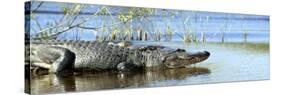 Everglades Restoration-J. Pat Carter-Stretched Canvas